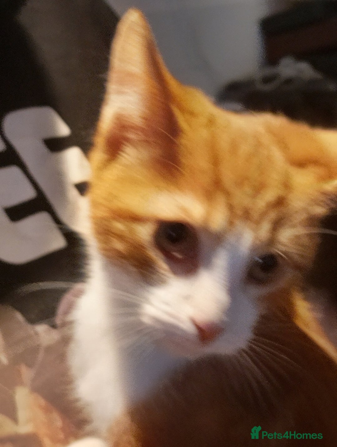 Maine Coon cats for sale: Rare ginger female kitten needing a home  - Image 3