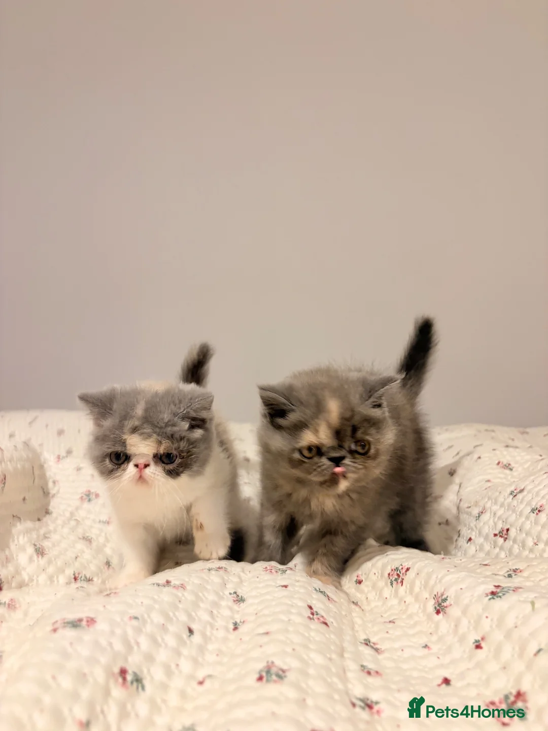 Persian cats for sale: STUNNING PERSIAN KITTENS🩷🩵 - Advert 2