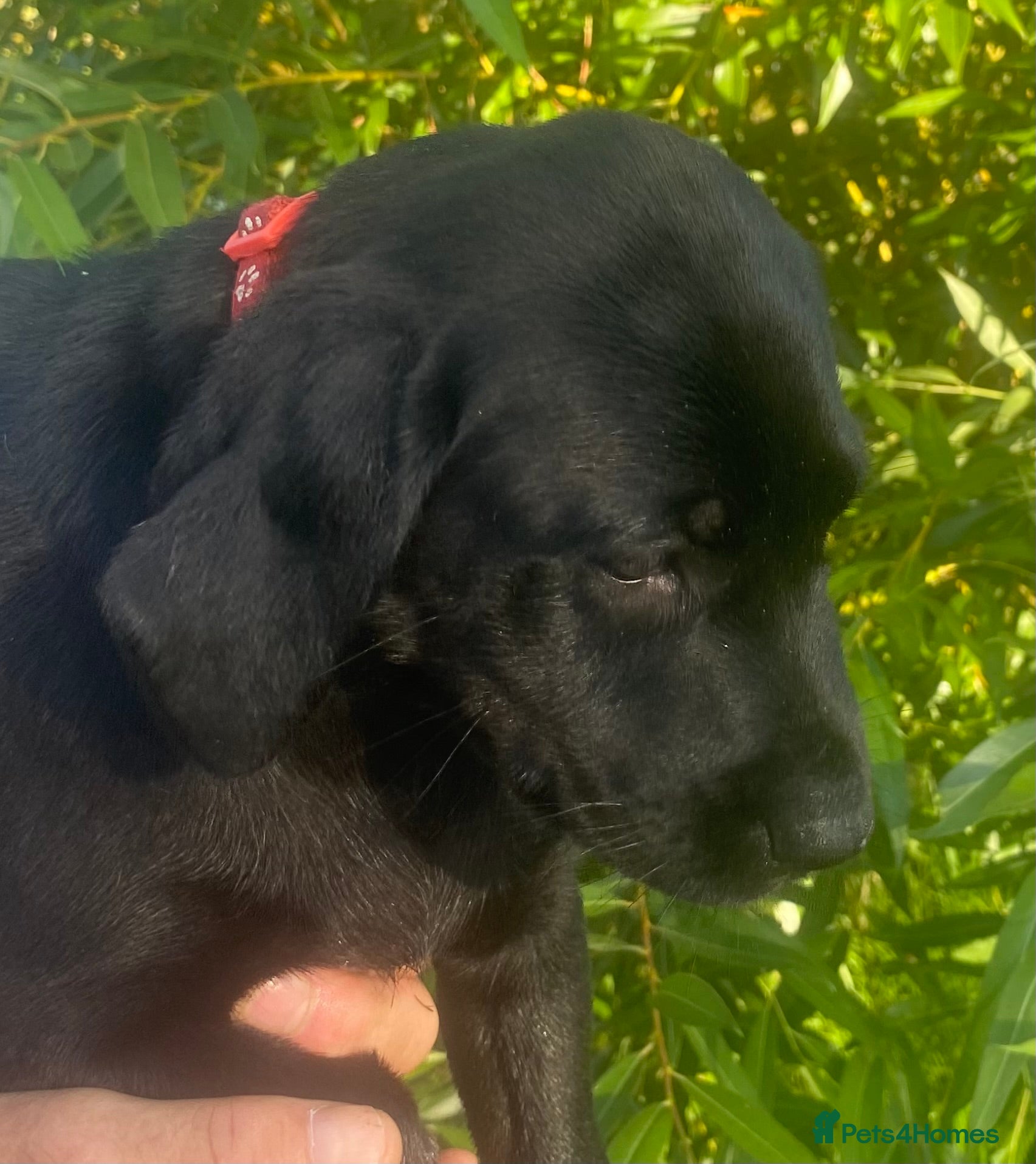 Labrador Retriever dogs KC Registered Black Labrador puppies  - Advert 2