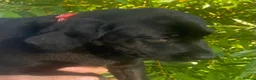 Labrador Retriever dogs for sale: KC Registered Black Labrador puppies  - Advert 2