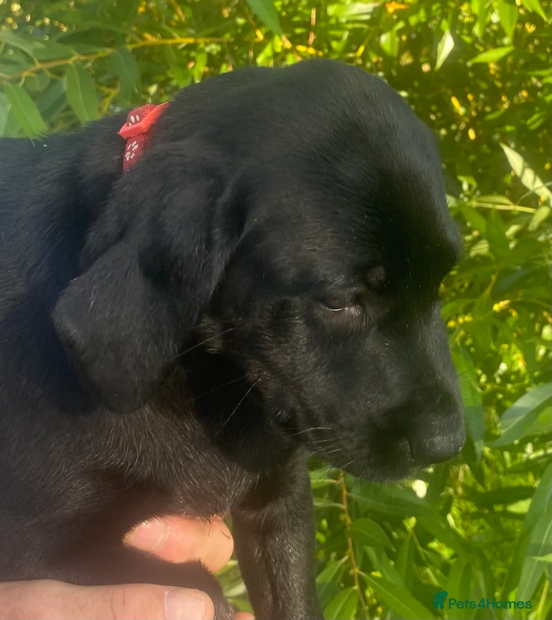 Labrador Retriever dogs for sale: KC Registered Black Labrador puppies  - Advert 2