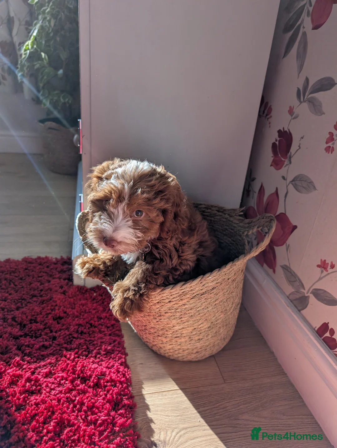 Cockapoo dogs for sale: Cockerpoo looking for new home  - Advert 2