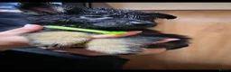 German Shepherd dogs for sale: Straight back German shepherd puppys - Advert 15