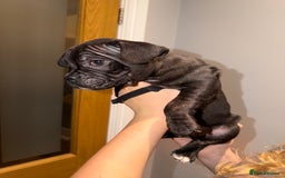 Mixed Breed dogs for sale: French staffys - Image 10