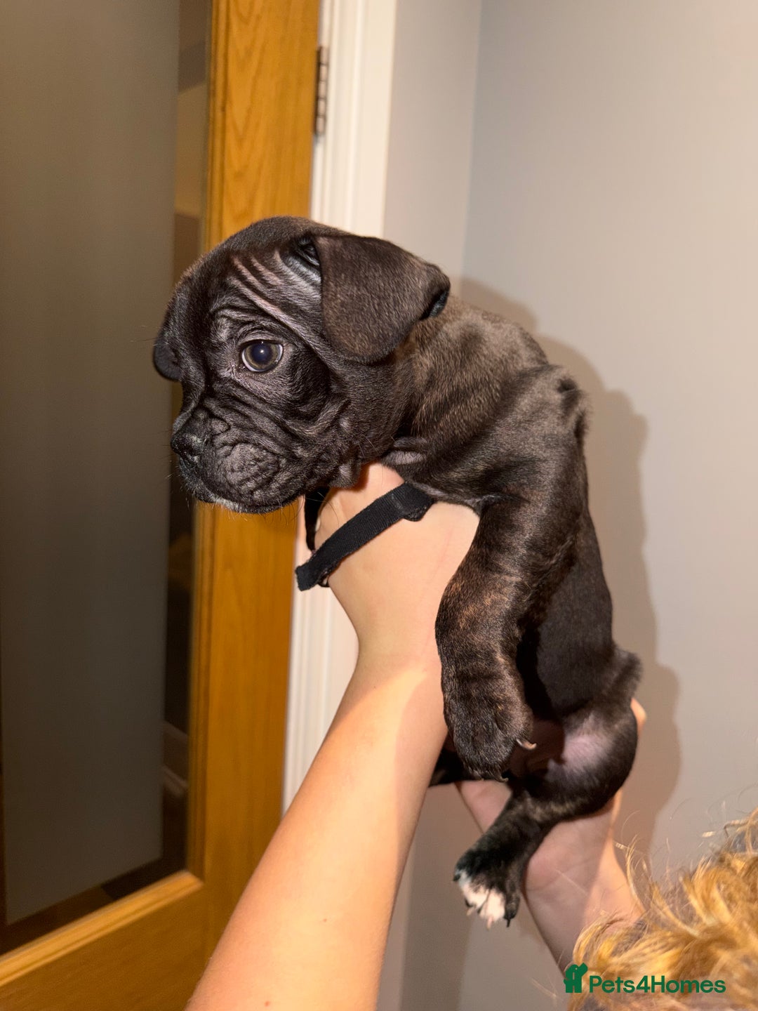 Mixed Breed dogs for sale: French staffys - Image 10