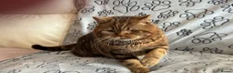 British Shorthair cats for sale: Reserved Chocolate tabby British shorthair male - Advert 5