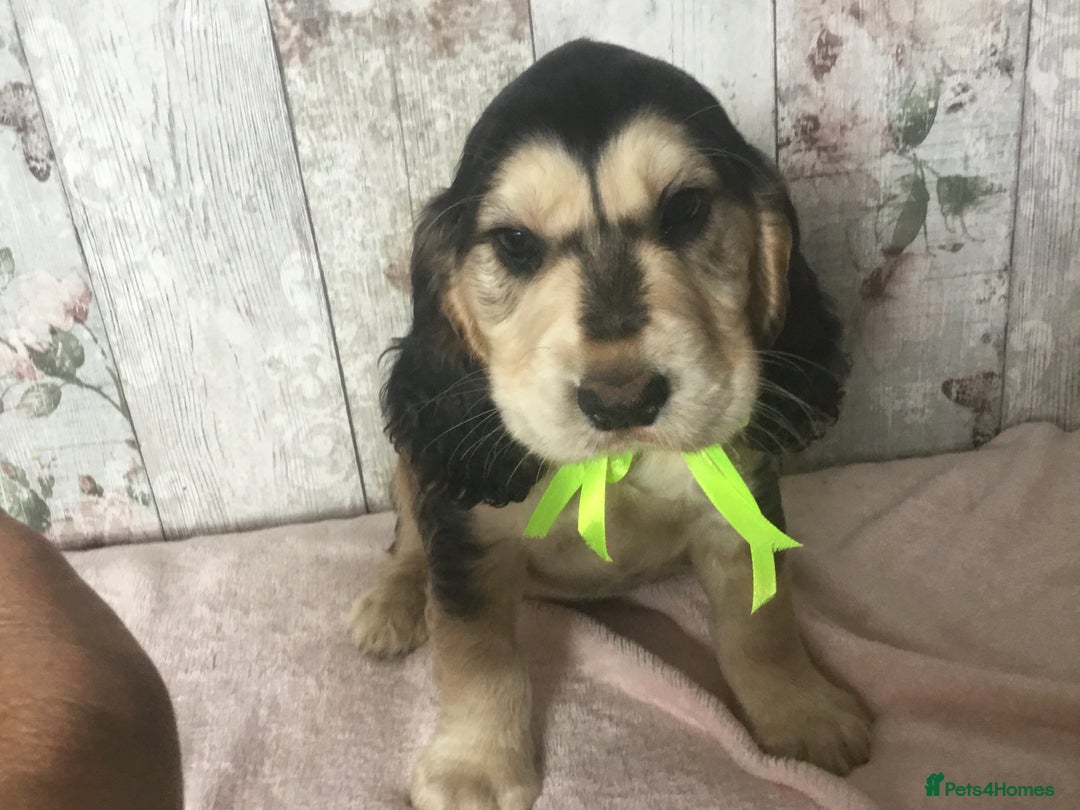 Cocker Spaniel dogs for sale: Adorable Kc reg Cocker pups - Image 19