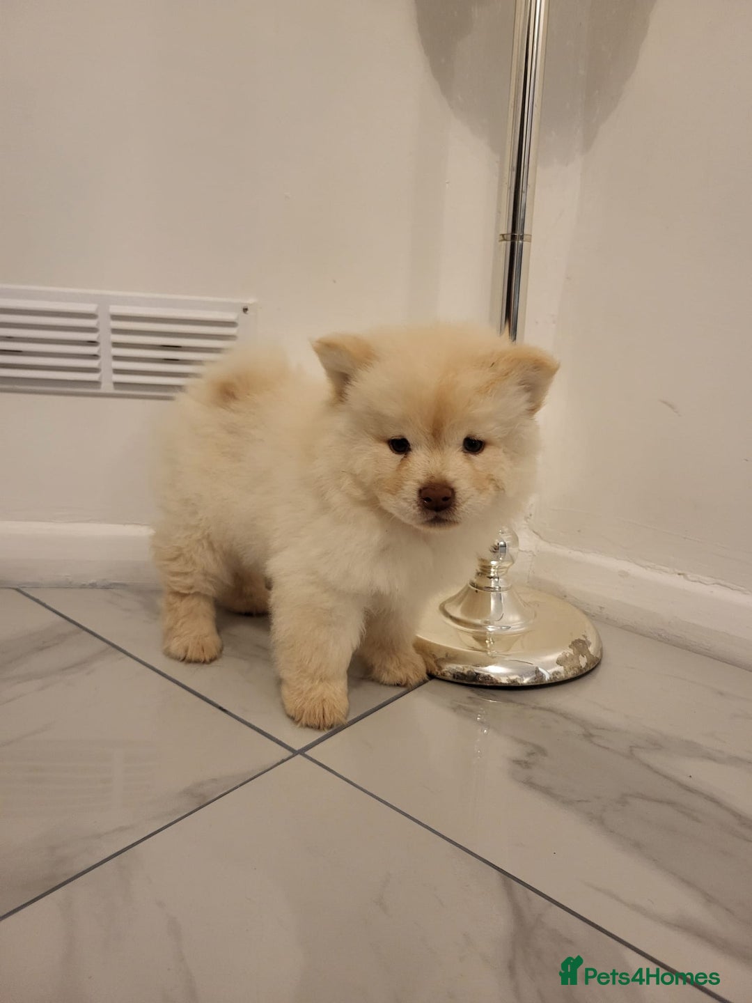 Chow Chow dogs for sale: Chow chow puppy  - Image 6