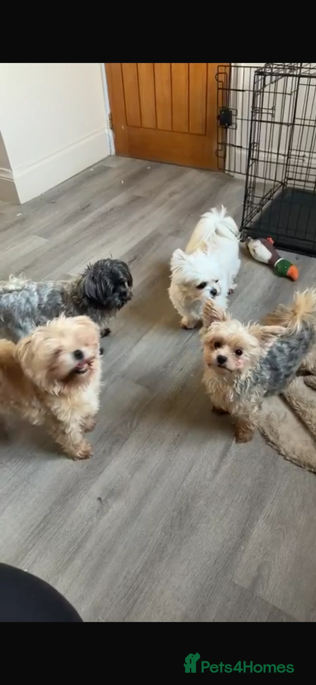 Morkie dogs for sale: Two brothers 18months old  - Advert 4