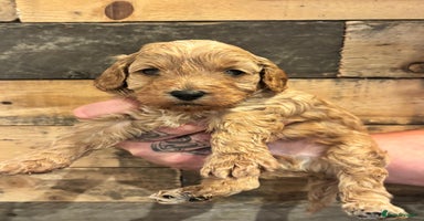 Cavapoo dogs - Advert 12
