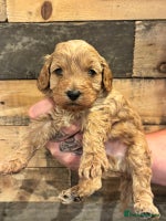 Cavapoo dogs - Advert 15