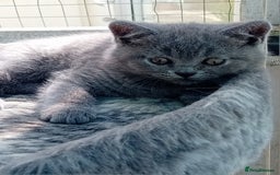 British Shorthair cats for sale: Beautiful British short-hair kittens  - Image 15