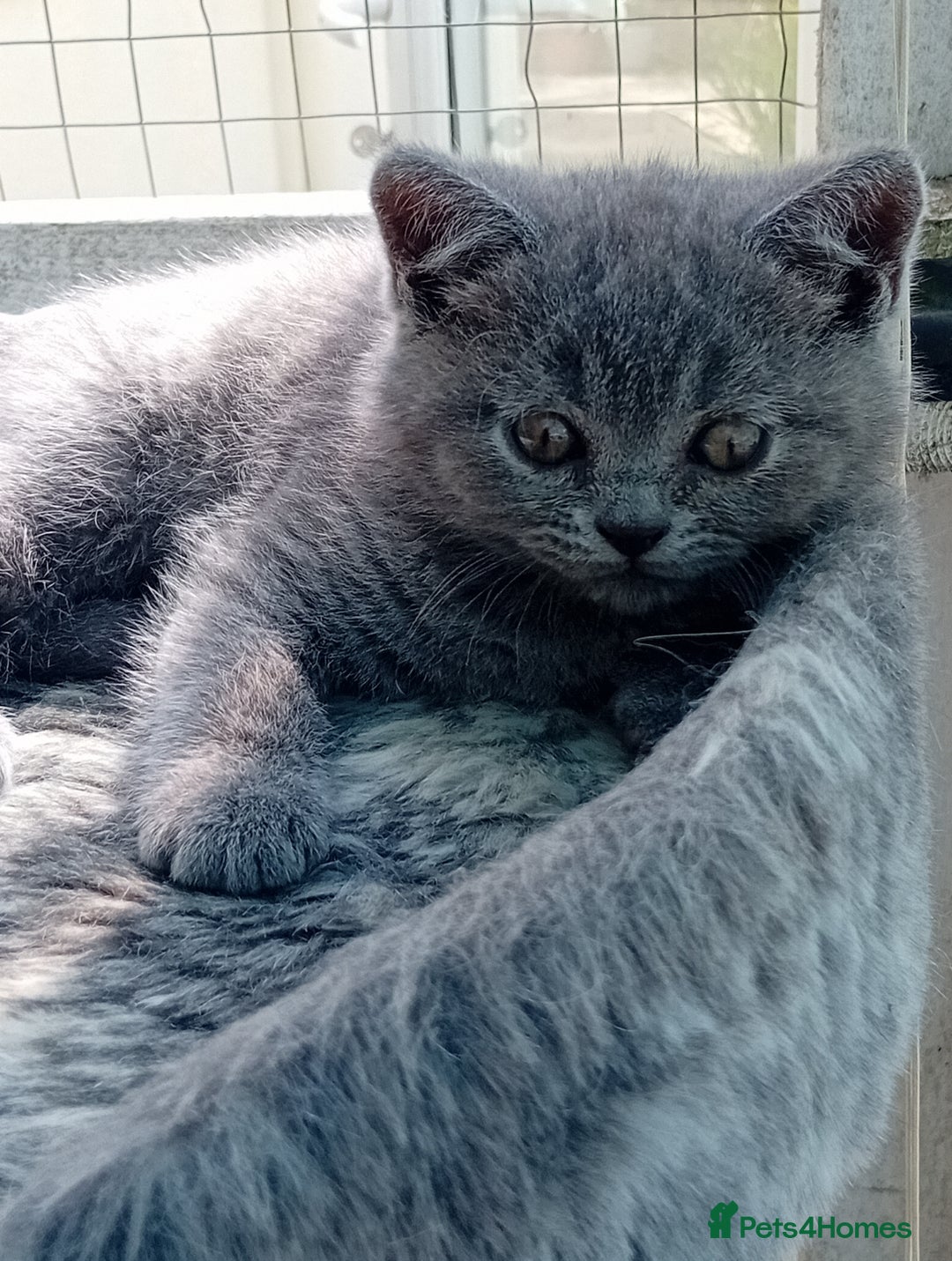 British Shorthair cats for sale: Beautiful British short-hair kittens  - Image 15