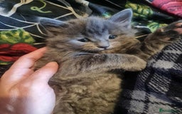 Mixed Breed cats for sale: Rag doll cross x Turkish angora  - Image 6