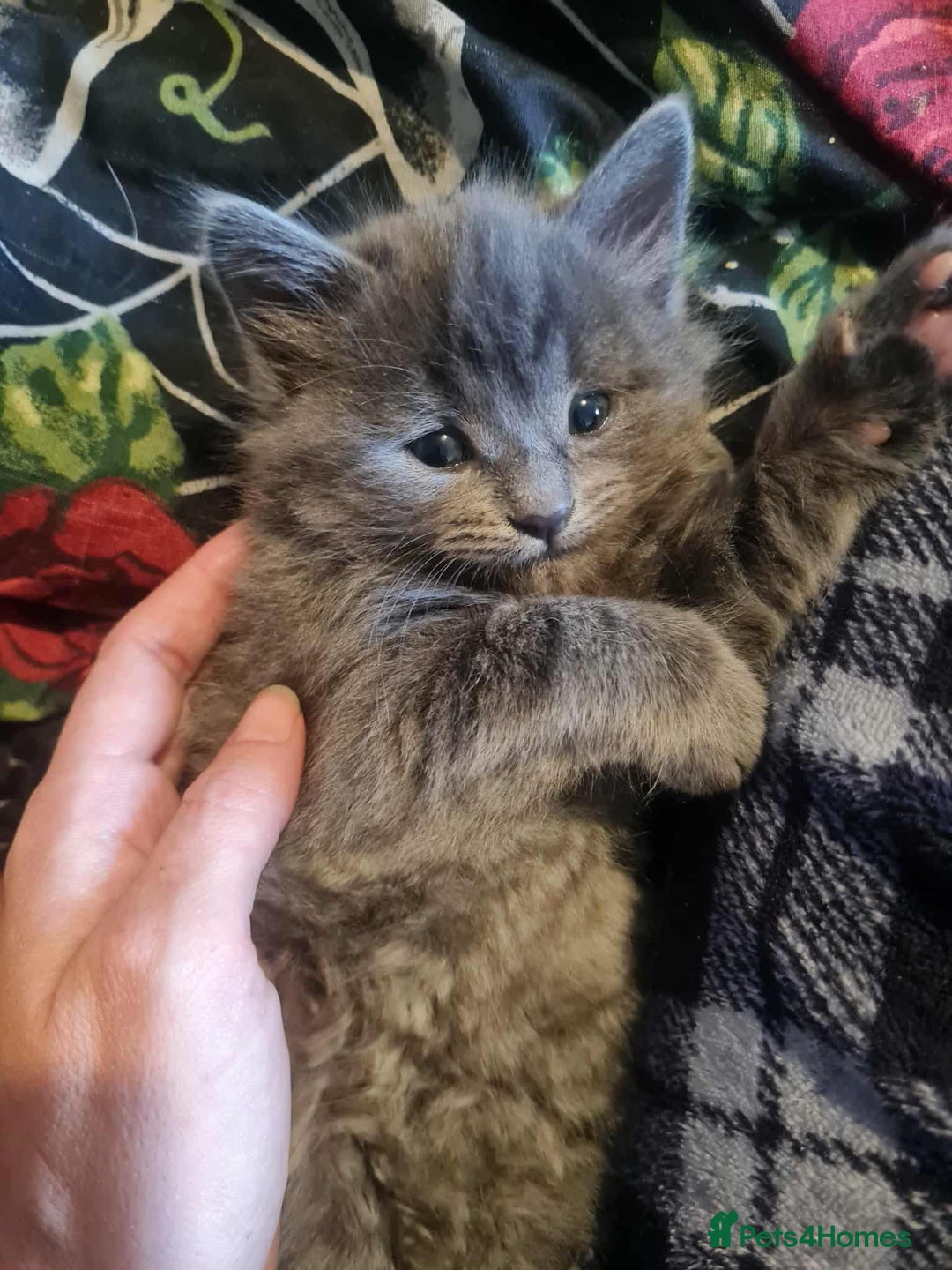 Mixed Breed cats for sale: Rag doll cross x Turkish angora  - Image 6