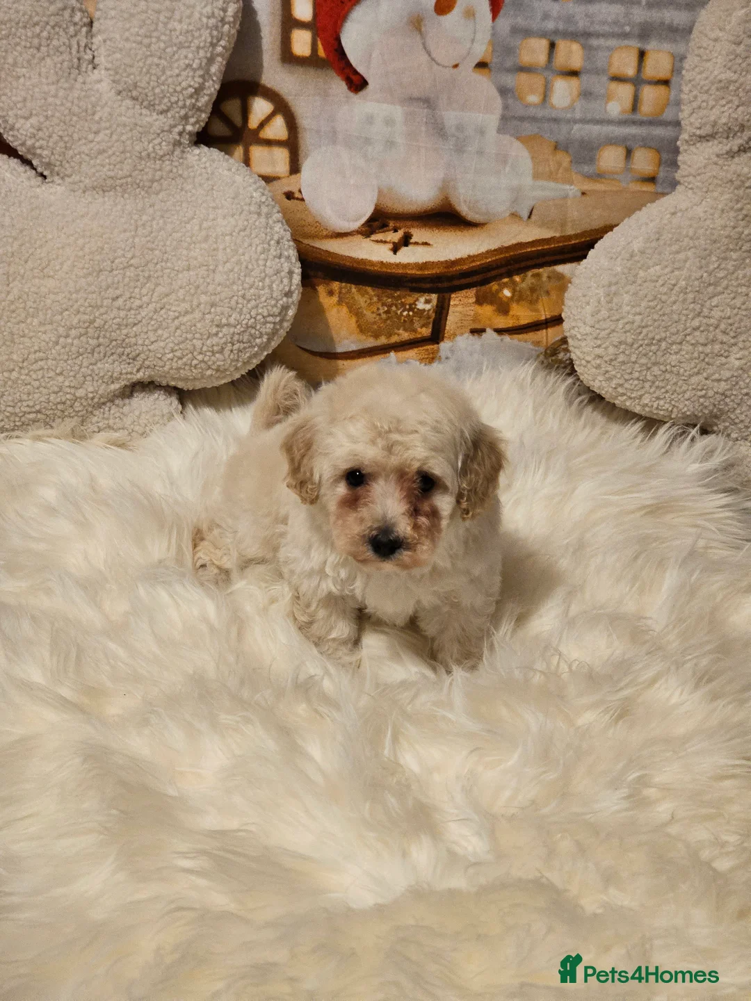 Maltipoo dogs for sale: 🐶 Beautiful Apricot Maltipoo Puppies for Sale 🐶 - Advert 2
