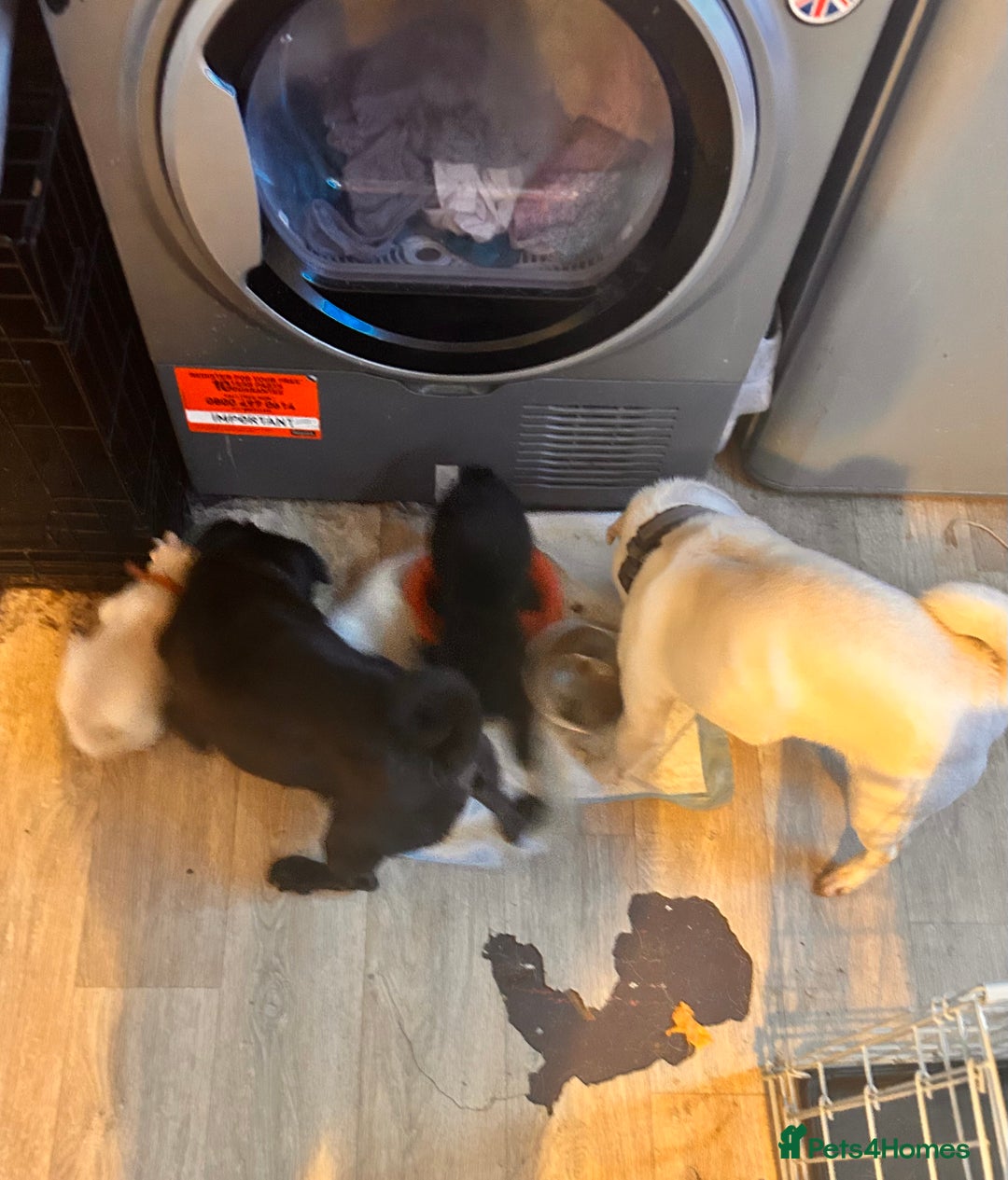 Pug dogs for sale: Pug in need of a forever home  - Advert 3