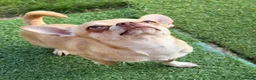 Chihuahua dogs for stud: Chihuahua stud dog - Advert 3