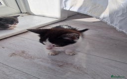 British Shorthair cats for sale: For sale - Image 10
