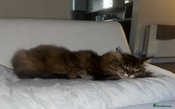 Maine Coon cats for sale: 11 year old Maine coon girl for rehome - Image 6