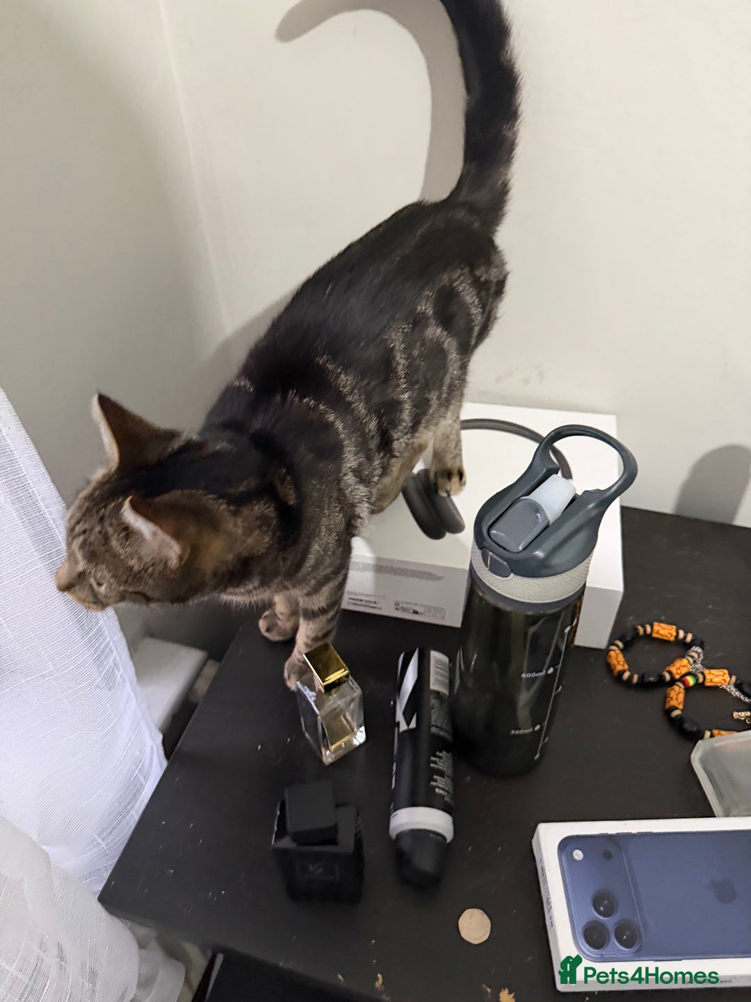 American Shorthair cats for sale: Taz And Tigger (Price Negotiable) - Advert 4