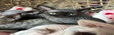 Devon Rex 3