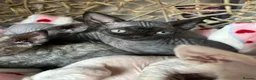 Devon Rex cats for sale: Fife reg Devon Rex kittens  - Advert 34