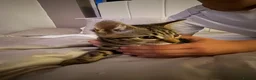 Mixed Breed cats for sale: 2 Female maine coon x tabby kittens  in Bolton - Advert 8