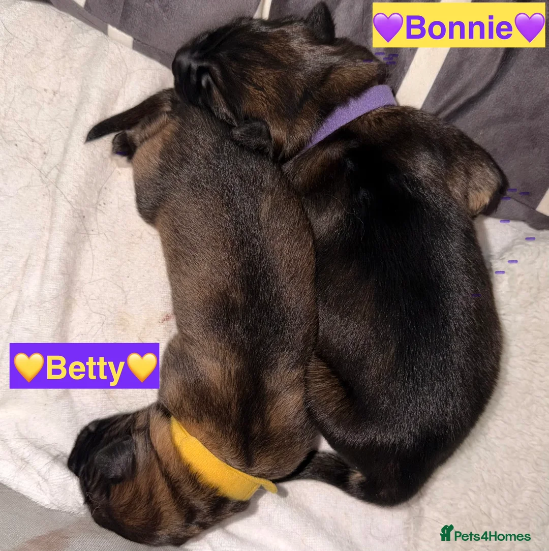 German Shepherd dogs for sale: 🐶🐶German Shepherd Puppies🐶🐶 - Advert 3