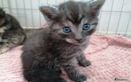 Domestic Shorthair cats for sale: Stunning kittens for sale  - Image 1