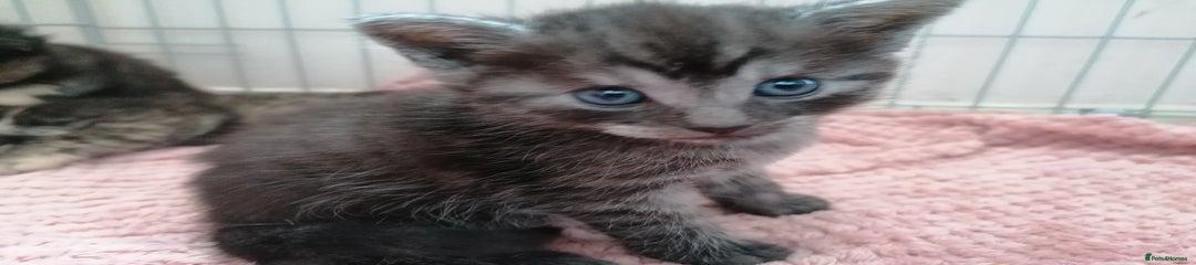Domestic Shorthair Kitten 1