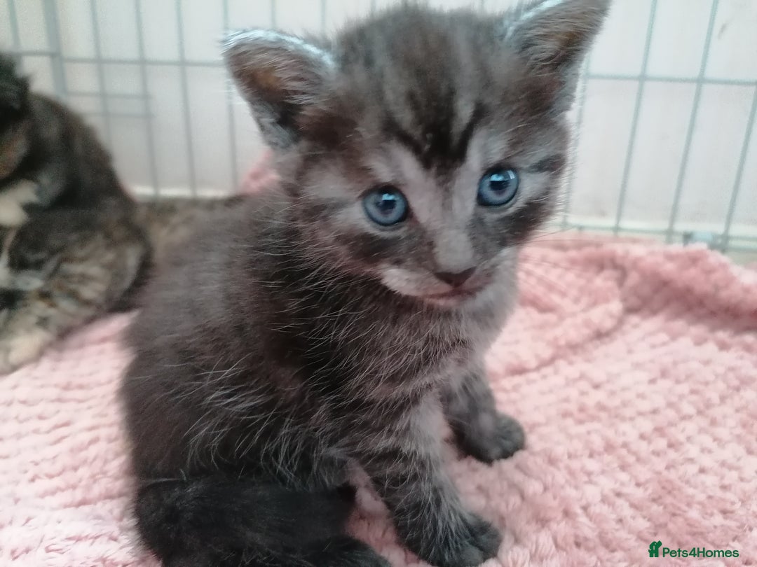 Domestic Shorthair cats for sale: Stunning kittens for sale  - Image 1