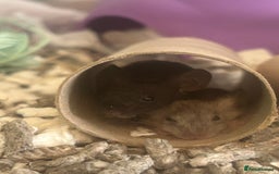 Mouse rodents for sale: Fancy mice 3 boys available  - Image 21