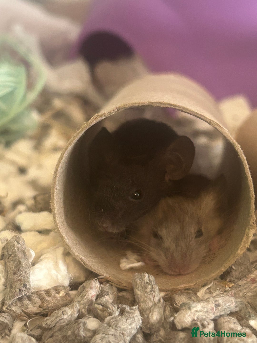 Mouse rodents for sale: Fancy mice 3 boys available  - Image 21