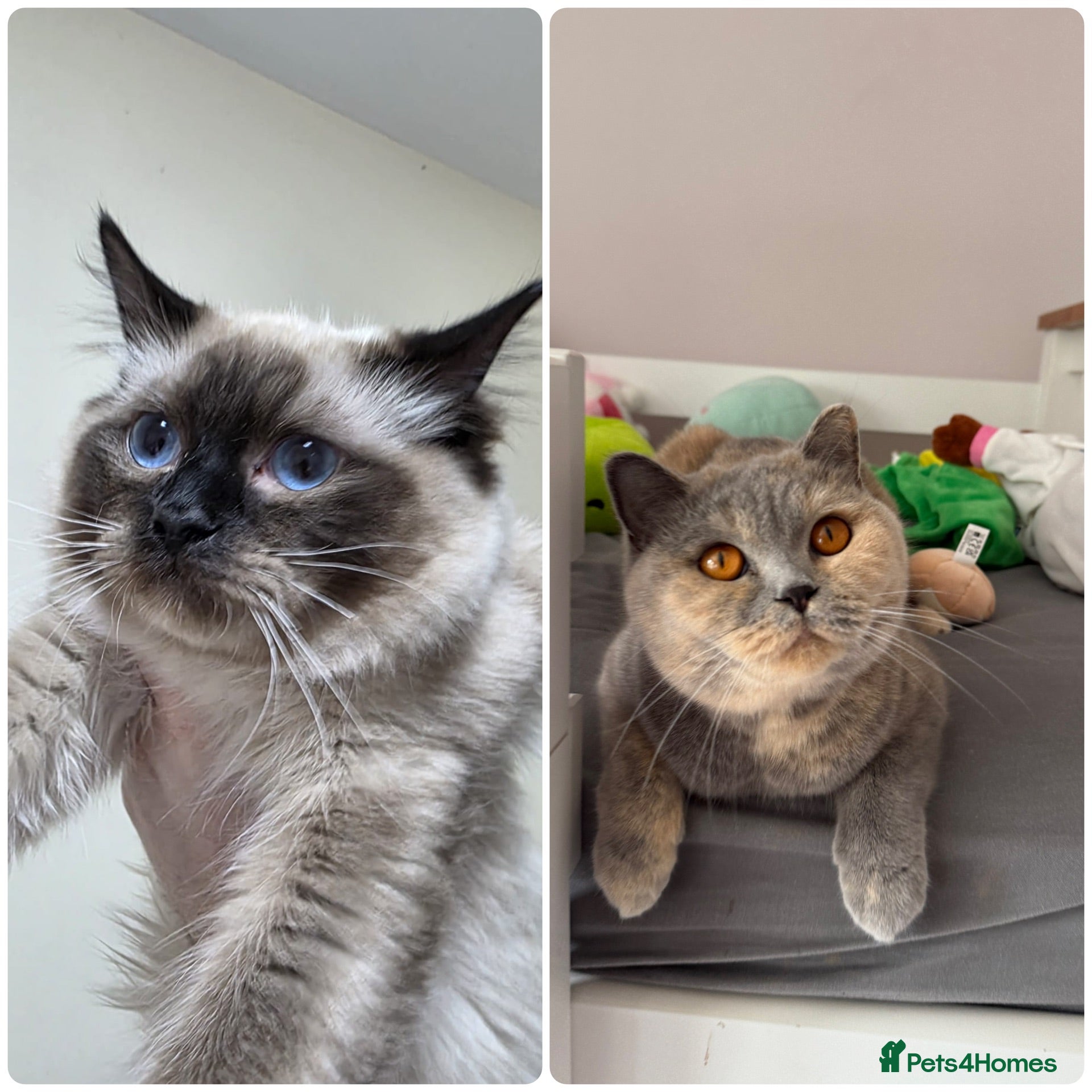 Mixed Breed cats BSH and Ragdoll mix  - Advert 2
