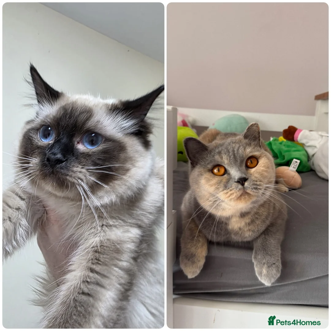 Mixed Breed cats for sale: BSH and Ragdoll mix  - Advert 1