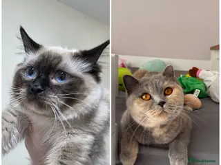 Mixed Breed cats BSH and Ragdoll mix - Advert 2