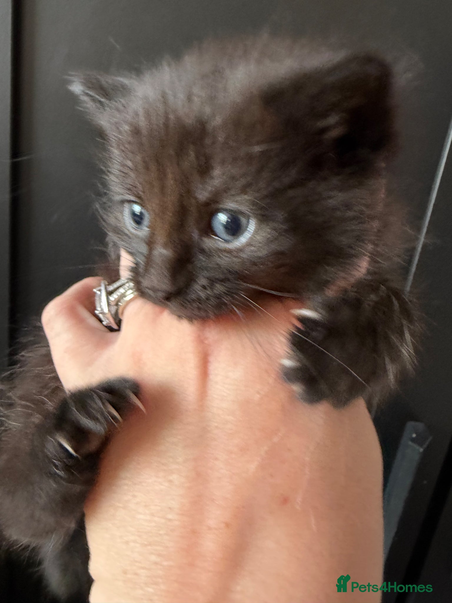 Mixed Breed cats Two beautiful part maincoon girls  - Advert 1