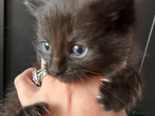 Mixed Breed cats Two beautiful part maincoon girls - Advert 9