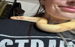 Boa Snake reptiles for sale: Adult Sunglow Boa Male - Advert 2