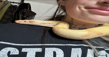 Boa Snake reptiles Adult Sunglow Boa Male - Advert 2