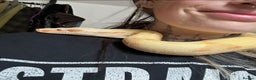 Boa Snake reptiles for sale: 6ft Tank + Sunglow Boa Male - Advert 2