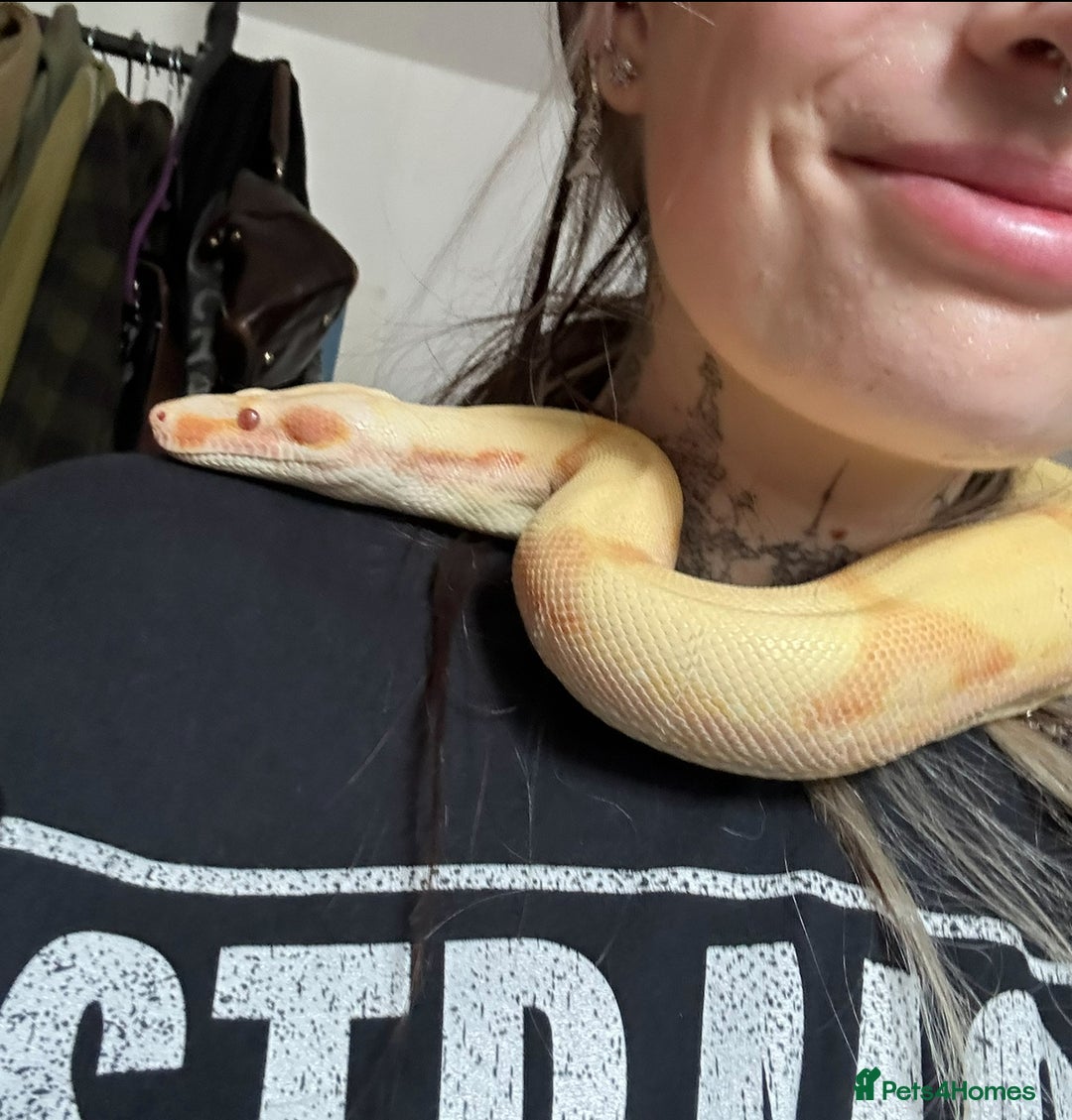 Boa Snake reptiles for sale: Adult Sunglow Boa Male - Advert 2