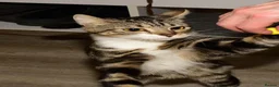 Mixed Breed cats for sale: Keetah – Energetic, Loving 1.5yr Small Female - Advert 18