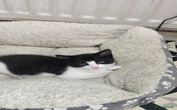 Mixed Breed cats for sale: Kittens for sale - Image 4