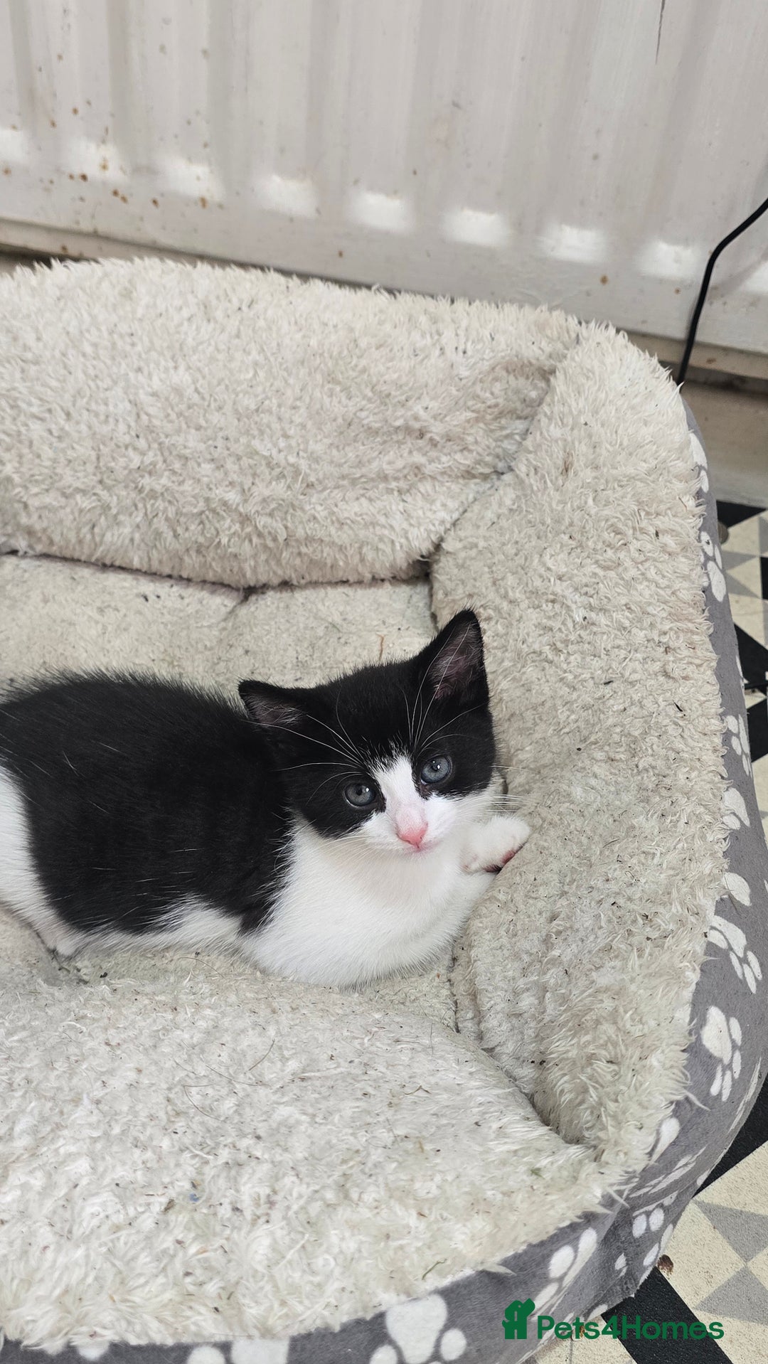 Mixed Breed cats for sale: Kittens for sale - Image 4