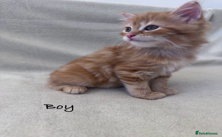 Mixed Breed cats - Advert 6