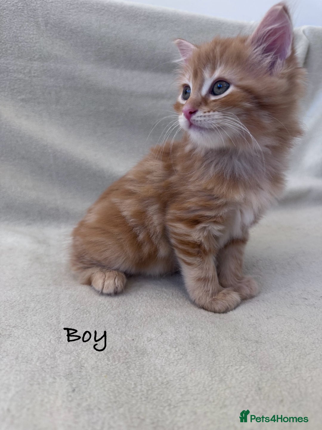 Mixed Breed cats for sale: Cute kittens looking for nice home  - Image 1