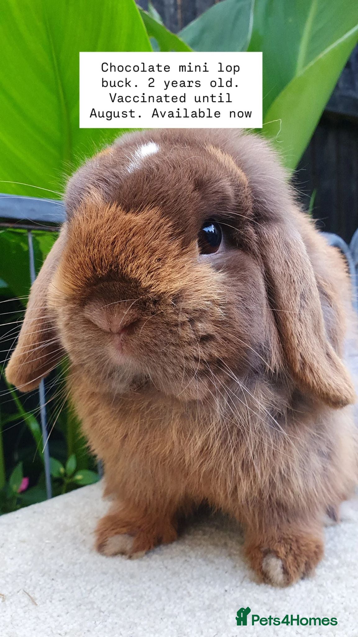 Mini Lion Lop rabbits Chocolate mini lop buck available now - Advert 7
