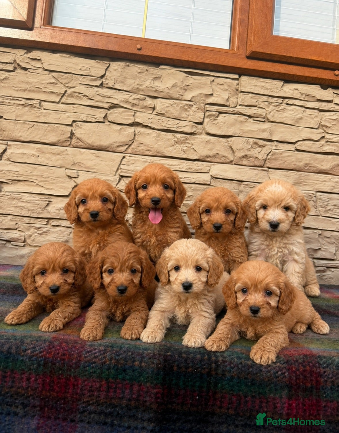 Cockapoo dogs F1 Cockapoos (council licensed breeder  - Advert 1